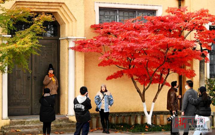 杭州：冬日“楓”景獨(dú)好